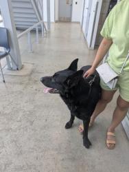 Shelter Stray Male Dog last seen Harley Ave, Central District, TX, 355 Hillshire Dr, Haslet, TX 76052, USA