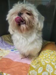Shelter Stray Male Dog last seen Minden Dr and 131st St, Fishers City, IN, 10501 Hague Rd, Fishers, IN 46038, USA