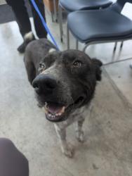Shelter Stray Male Dog last seen Cairn Cir, Central District, TX, 355 Hillshire Dr, Haslet, TX 76052, USA
