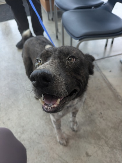 Shelter Stray Male Dog last seen Cairn Cir, Central District, TX, 355 Hillshire Dr, Haslet, TX 76052, USA