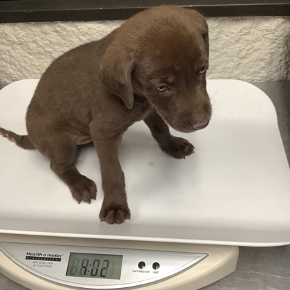 Shelter Stray Male Dog last seen Near Milam Street, East District, TX, 355 Hillshire Dr, Haslet, TX 76052, USA
