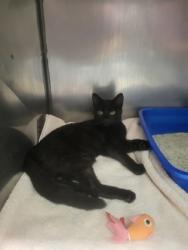 Shelter Stray Unknown Cat last seen Pebble Brook Blvd and Westfield Rd, HC Strays by Out of County Residents, IN, 10501 Hague Rd, Fishers, IN 46038, USA
