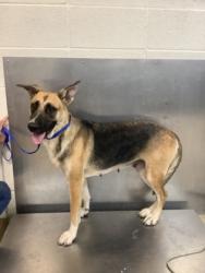 Shelter Stray Female Dog last seen Near w hammond street, South District, TX, 355 Hillshire Dr, Haslet, TX 76052, USA