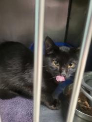 Shelter Stray Unknown Cat last seen Pebble Brook Blvd and Westfield Rd, HC Strays by Out of County Residents, IN, 10501 Hague Rd, Fishers, IN 46038, USA