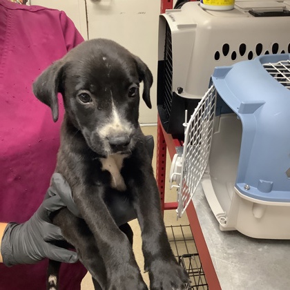 Shelter Stray Male Dog last seen Near Milam Street, East District, TX, 355 Hillshire Dr, Haslet, TX 76052, USA