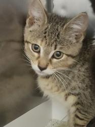 Shelter Stray Unknown Cat last seen Near Elm Ave, Sheridan City, IN, 10501 Hague Rd, Fishers, IN 46038, USA