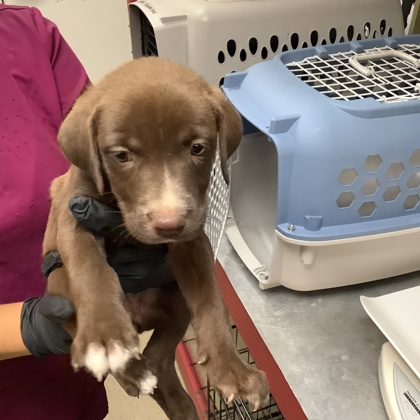 Shelter Stray Female Dog last seen Near Milam Street, East District, TX, 355 Hillshire Dr, Haslet, TX 76052, USA