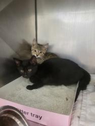 Shelter Stray Unknown Cat last seen Near Elm Ave, Sheridan City, IN, 10501 Hague Rd, Fishers, IN 46038, USA