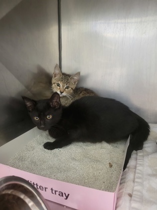 Shelter Stray Unknown Cat last seen Near Elm Ave, Sheridan City, IN, 10501 Hague Rd, Fishers, IN 46038, USA
