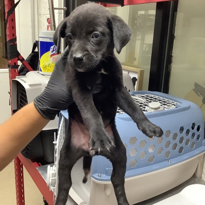 Shelter Stray Female Dog last seen Near Milam Street, East District, TX, 355 Hillshire Dr, Haslet, TX 76052, USA