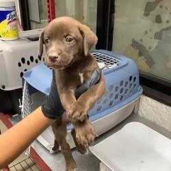 Shelter Stray Female Dog last seen Near Milam Street, East District, TX, 355 Hillshire Dr, Haslet, TX 76052, USA