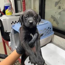 Shelter Stray Female Dog last seen Near Milam Street, East District, TX, 355 Hillshire Dr, Haslet, TX 76052, USA