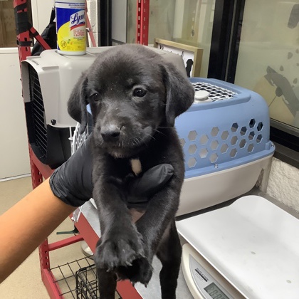 Shelter Stray Male Dog last seen Near Milam Street, East District, TX, 355 Hillshire Dr, Haslet, TX 76052, USA