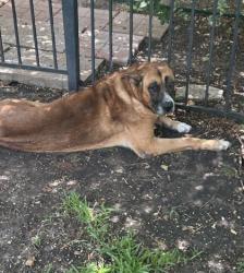 Shelter Stray Male Dog last seen Shadow Dr, West District, TX, 355 Hillshire Dr, Haslet, TX 76052, USA