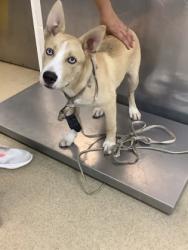 Shelter Stray Male Dog last seen Near Meadowbrook dr, East District, TX, 355 Hillshire Dr, Haslet, TX 76052, USA