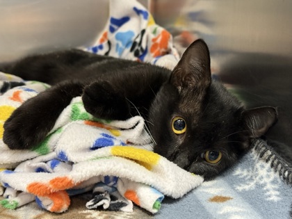 Shelter Stray Female Cat last seen FAIR RIDGE DR, West District, TX, 355 Hillshire Dr, Haslet, TX 76052, USA