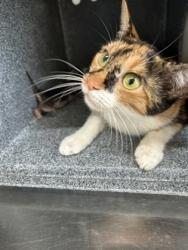 Shelter Stray Female Cat last seen LAS VEGAS TRL & MOJAVE TRL, West District, TX, 355 Hillshire Dr, Haslet, TX 76052, USA