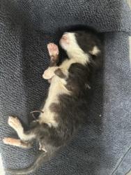 Shelter Stray Unknown Cat last seen LAS VEGAS TRL & MOJAVE TRL, West District, TX, 355 Hillshire Dr, Haslet, TX 76052, USA