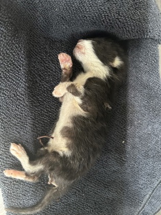 Shelter Stray Unknown Cat last seen LAS VEGAS TRL & MOJAVE TRL, West District, TX, 355 Hillshire Dr, Haslet, TX 76052, USA