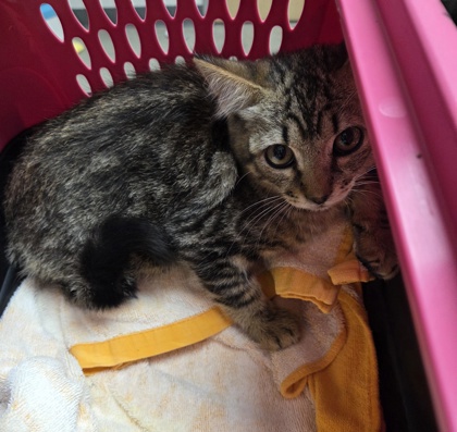 Shelter Stray Male Cat last seen Near FOLSOM BLVD, Rancho Cordova, CA, 6201 Florin Perkins Rd, Sacramento, CA 95828, USA