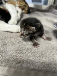 Shelter Stray Female Cat last seen LAS VEGAS TRL & MOJAVE TRL, West District, TX, 355 Hillshire Dr, Haslet, TX 76052, USA