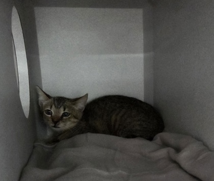 Shelter Stray Unknown Cat last seen Near Folsom Blvd, Rancho Cordova, CA, 6201 Florin Perkins Rd, Sacramento, CA 95828, USA