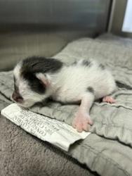 Shelter Stray Female Cat last seen LAS VEGAS TRL & MOJAVE TRL, West District, TX, 355 Hillshire Dr, Haslet, TX 76052, USA