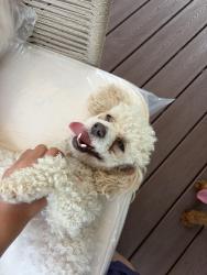 Reunited Female Dog last seen St Clair, Cleveland, OH 44104
