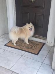 Found/Stray Male Dog last seen Warner and fairview, Santa Ana, CA 92707