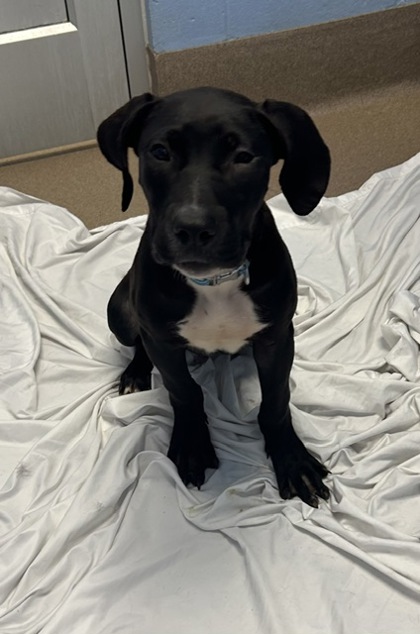 Shelter Stray Male Dog last seen Near San Gabriel Ave, 30032, GA, 3280 Chamblee Dunwoody Rd, Chamblee, GA 30341, USA