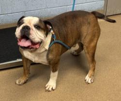 Shelter Stray Male Dog last seen Near Goodfellows Rd, Tucker, GA 30084, 30084, GA, 3280 Chamblee Dunwoody Rd, Chamblee, GA 30341, USA