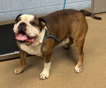 Shelter Stray Male Dog last seen Near Goodfellows Rd, Tucker, GA 30084, 30084, GA, 3280 Chamblee Dunwoody Rd, Chamblee, GA 30341, USA