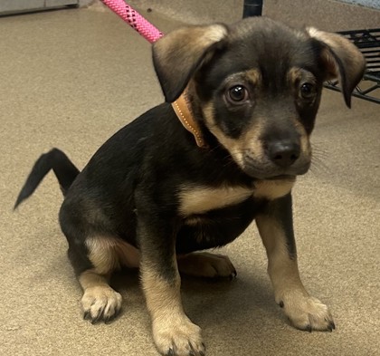 Shelter Stray Male Dog last seen Near Adair Ln Apt 5418 a Atlanta Georgia 30350, 30350, GA, 3280 Chamblee Dunwoody Rd, Chamblee, GA 30341, USA