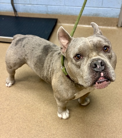 Shelter Stray Male Dog last seen Near Buford Hwy, Chamblee, GA 30341, 30341, GA, 3280 Chamblee Dunwoody Rd, Chamblee, GA 30341, USA