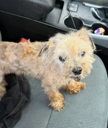 Shelter Stray Female Dog last seen N Decatur Rd Decatur, GA 30033, 30033, GA, 3280 Chamblee Dunwoody Rd, Chamblee, GA 30341, USA