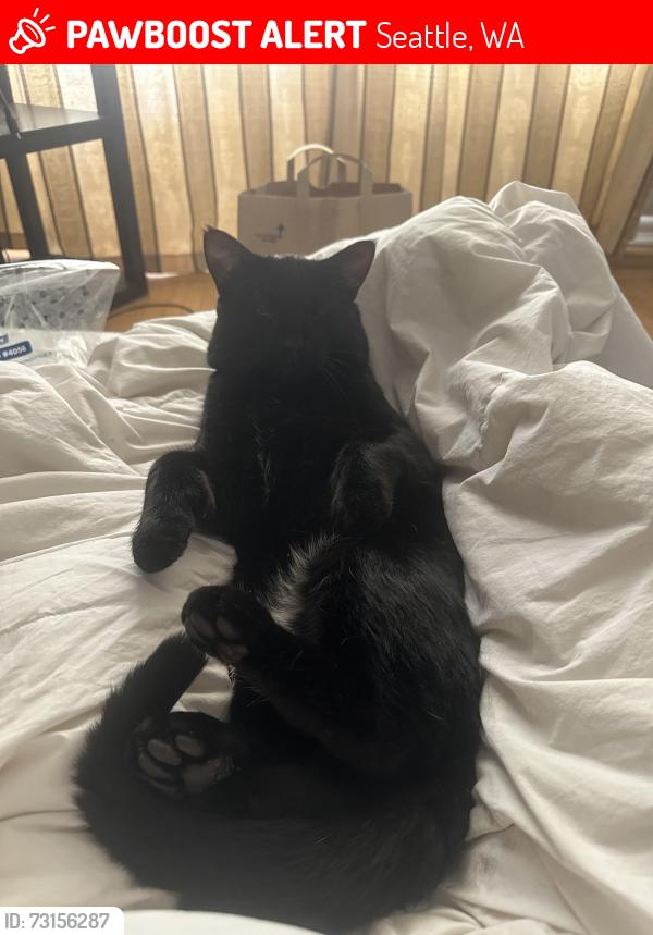 Lost Male Cat last seen West Seattle thriftway, Seattle, WA 98136