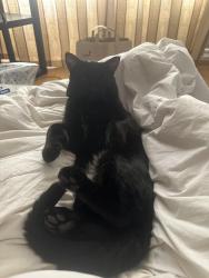 Lost Male Cat last seen West Seattle thriftway, Seattle, WA 98136