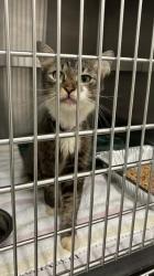 Shelter Stray Female Cat last seen Near Tell Place, Atlanta, GA, 1251 Fulton Industrial Blvd NW, Atlanta, GA 30336, USA