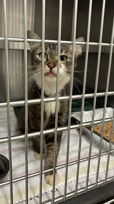 Shelter Stray Female Cat last seen Near Tell Place, Atlanta, GA, 1251 Fulton Industrial Blvd NW, Atlanta, GA 30336, USA
