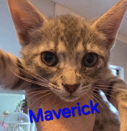 Shelter Stray Male Cat last seen Near Gross, 75149,, 1650 Gross Rd, Mesquite, TX 75149, USA