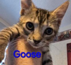 Shelter Stray Male Cat last seen Near Gross, 75149,, 1650 Gross Rd, Mesquite, TX 75149, USA