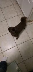 Reunited Female Dog last seen Mitchell's Point and Pine Cone Ct, Louisa County, VA 23117