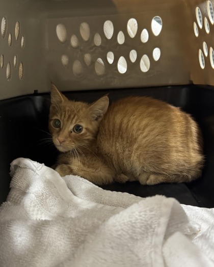 Shelter Stray Male Cat last seen Near Lister Ave, 64127, MO, 7077 Elmwood Ave, Kansas City, MO 64132, USA