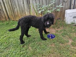 Reunited Male Dog last seen Rotterdam Rd & Smith Grove Rd, Easley, SC 29641