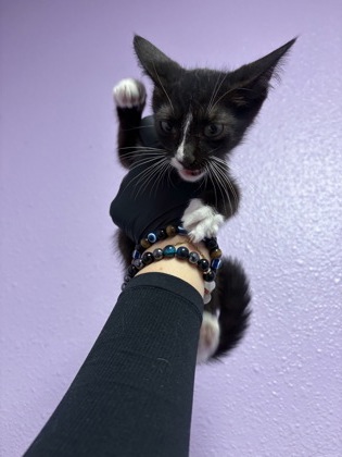 Shelter Stray Male Cat last seen Near TRANSMOUNTAIN DR, EL PASO, TX, 79924, CITY of El Paso, TX, 5001 Fred Wilson Ave, El Paso, TX 79906, USA