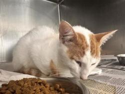 Shelter Stray Male Cat last seen PR 932, Weir, Texas, Williamson County, TX, 1855 SE Inner Loop, Georgetown, TX 78626, USA