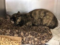 Shelter Stray Female Cat last seen Near blk Terrace Dr- Wiliamson County, Williamson County, TX, 1855 SE Inner Loop, Georgetown, TX 78626, USA