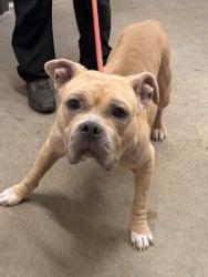 Shelter Stray Female Dog last seen Near e 36, 5th District, OH, 9203 Detroit Ave, Cleveland, OH 44102, USA