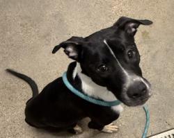 Shelter Stray Male Dog last seen Near Jennings, 2nd District, OH, 9203 Detroit Ave, Cleveland, OH 44102, USA