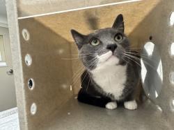 Shelter Stray Male Cat last seen Burke, VA, 22015, Lighthouse Ln & Burdett Rd, Fairfax County, VA, 4500 West Ox Rd, Fairfax, VA 22030, USA